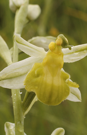 apochromic Ophrys apifera var. badensis = Ophrys apifera var. basiliensis, Basel.