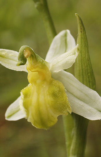 Apochrome Ophrys apifera var. badensis = Ophrys apifera var. basiliensis, Basel.