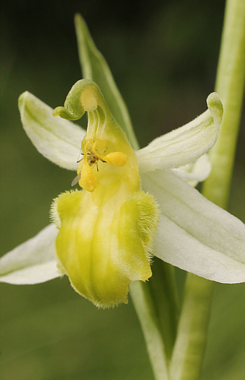 apochromic Ophrys apifera var. badensis = Ophrys apifera var. basiliensis, Basel.