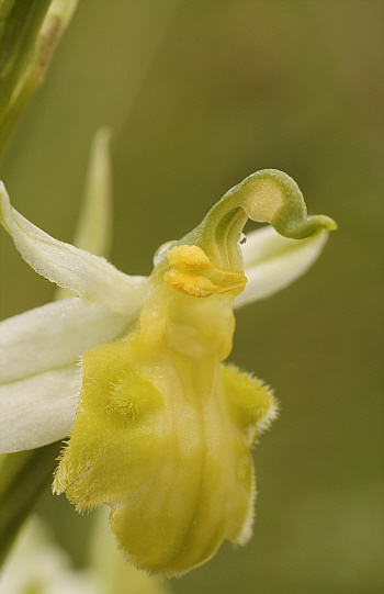 Apochrome Ophrys apifera var. badensis = Ophrys apifera var. basiliensis, Basel.