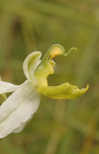 apochromic Ophrys apifera var. badensis = Ophrys apifera var. basiliensis, Basel.