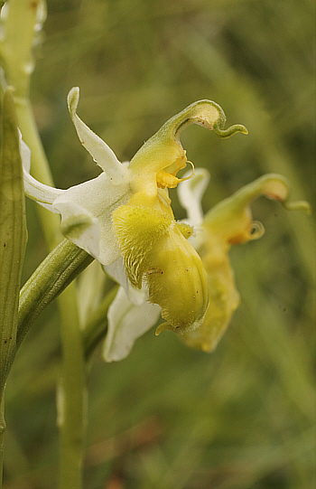 apochromic Ophrys apifera var. badensis = Ophrys apifera var. basiliensis, Basel.