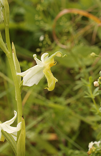 apochromic Ophrys apifera var. badensis = Ophrys apifera var. basiliensis, Basel.