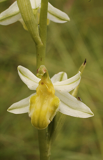 apochromic Ophrys apifera var. badensis = Ophrys apifera var. basiliensis, Basel.