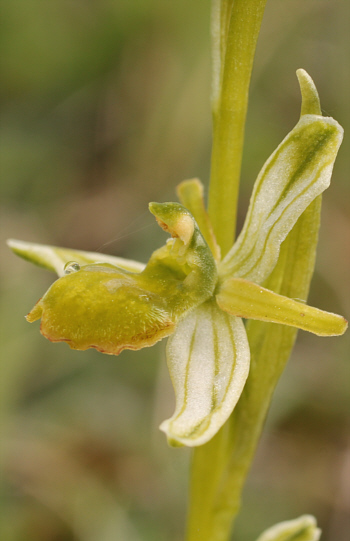 apochromic Ophrys araneola, Arnaville.