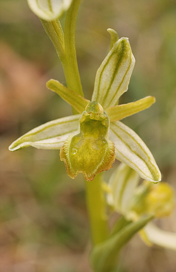 apochromic Ophrys araneola, Arnaville.