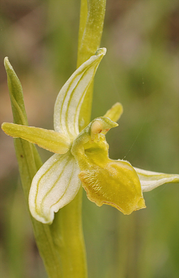 Apochrome Ophrys araneola, Arnaville.