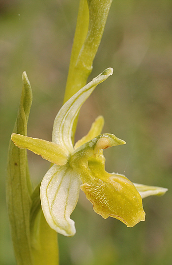 Apochrome Ophrys araneola, Arnaville.