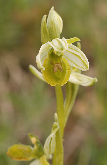 apochromic Ophrys araneola, Arnaville.