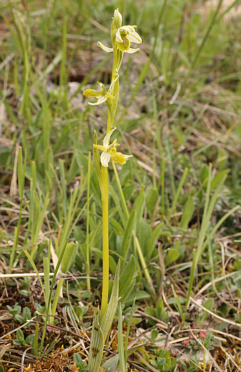 apochromic Ophrys araneola, Arnaville.