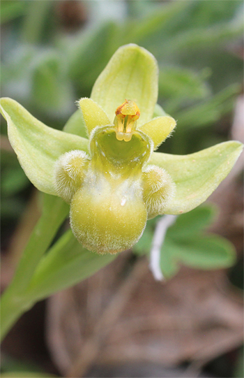 Apochrome Ophrys bomyliflora, Cagnano Varano.