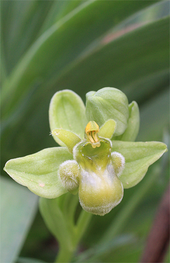 Apochrome Ophrys bomyliflora, Cagnano Varano.