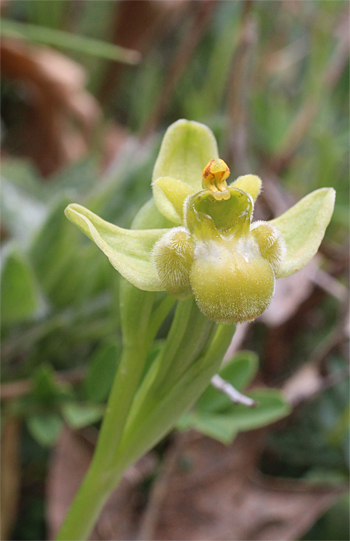 Apochrome Ophrys bomyliflora, Cagnano Varano.