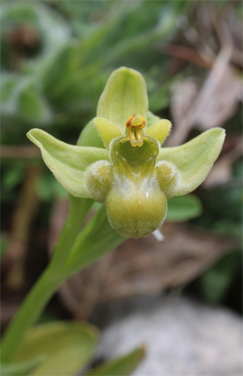 Apochrome Ophrys bomyliflora, Cagnano Varano.