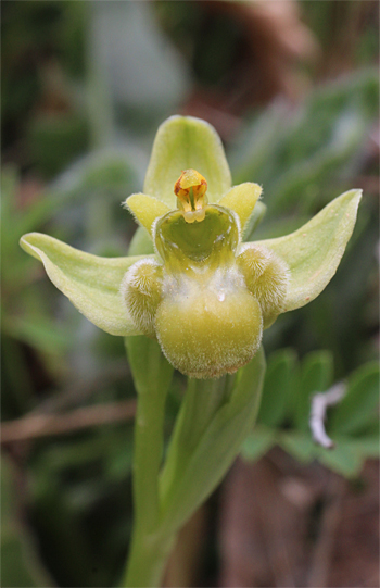 Apochrome Ophrys bomyliflora, Cagnano Varano.