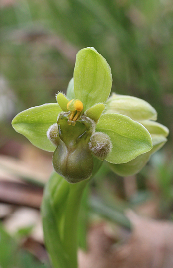 Apochrome Ophrys bomyliflora, Cagnano Varano.