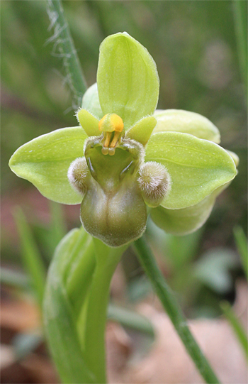 Apochrome Ophrys bomyliflora, Cagnano Varano.