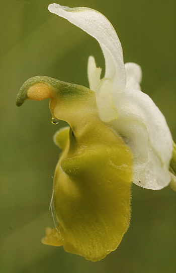 apochromic Ophrys fuciflora, Southern Baden.