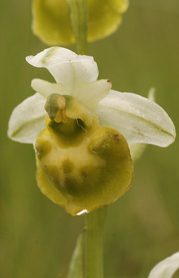 apochromic Ophrys fuciflora, Southern Baden.