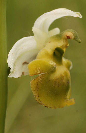 Apochrome Ophrys fuciflora, Südbaden.