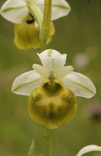 Apochrome Ophrys fuciflora, Südbaden.