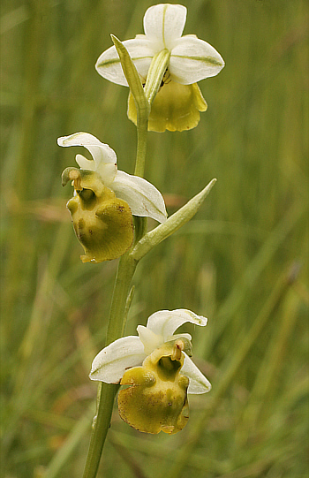 Apochrome Ophrys fuciflora, Südbaden.