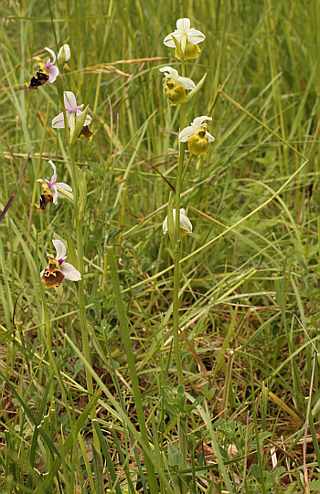 apochromic Ophrys fuciflora, Southern Baden.