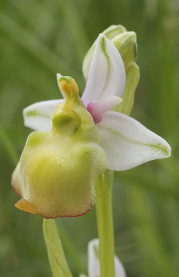 Apochrome Ophrys fuciflora, Kappel.