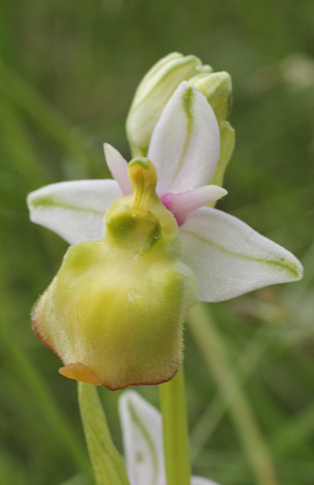 Apochrome Ophrys fuciflora, Kappel.