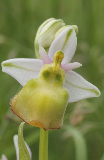 apochromic Ophrys fuciflora, Kappel.