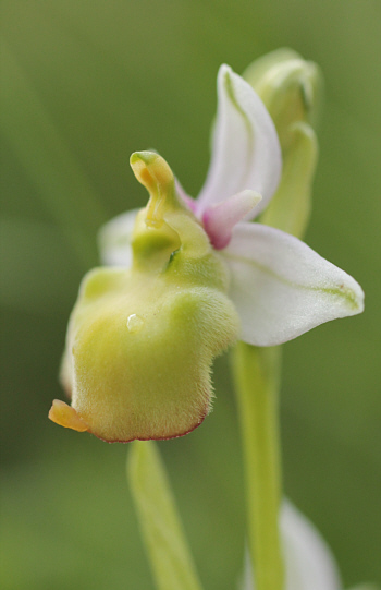 Apochrome Ophrys fuciflora, Kappel.