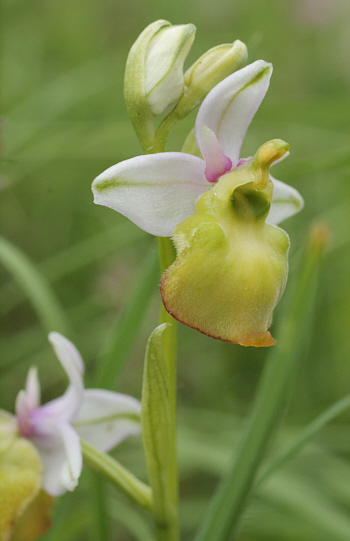 Apochrome Ophrys fuciflora, Kappel.