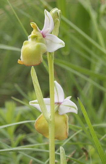 Apochrome Ophrys fuciflora, Kappel.