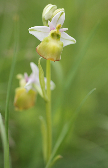 Apochrome Ophrys fuciflora, Kappel.