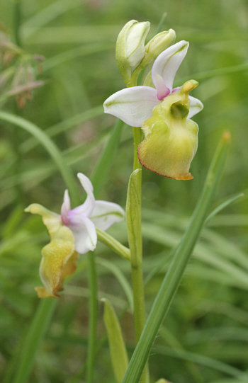 apochromic Ophrys fuciflora, Kappel.