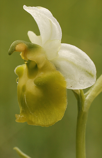 apochromic Ophrys fuciflora, Southern Baden.