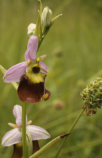 Teilapochrome Ophrys fuciflora, Südbaden.