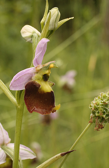 Teilapochrome Ophrys fuciflora, Südbaden.