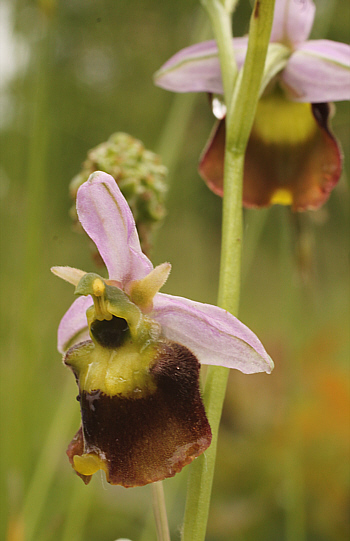 partial apochromic Ophrys fuciflora, Southern Baden.