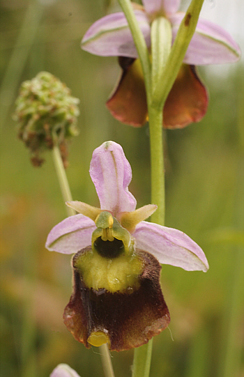 Teilapochrome Ophrys fuciflora, Südbaden.