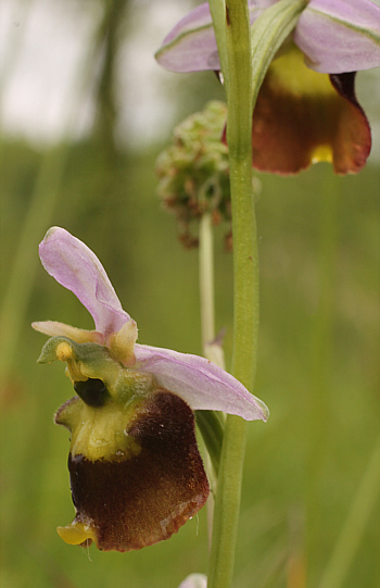 Teilapochrome Ophrys fuciflora, Südbaden.