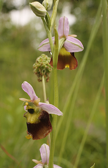 partial apochromic Ophrys fuciflora, Southern Baden.