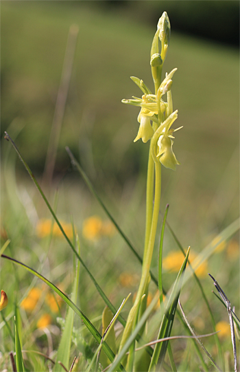 Apochrome Ophrys insectifera, Landkreis Heidenheim.
