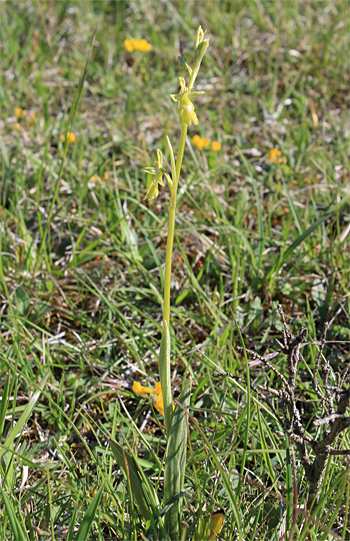 Apochrome Ophrys insectifera, Landkreis Heidenheim.