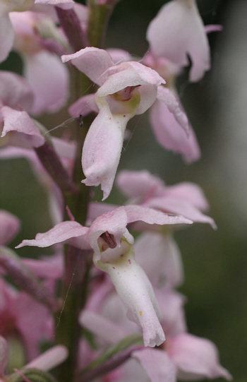 Hypochrome Orchis mascula, Landkreis Göppingen.