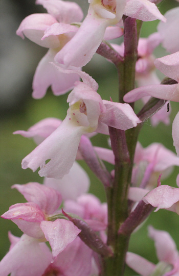 Hypochrome Orchis mascula, Landkreis Göppingen.