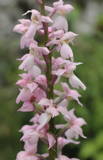 Hypochrome Orchis mascula, Landkreis Göppingen.