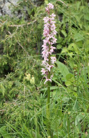 Hypochrome Orchis mascula, Landkreis Göppingen.