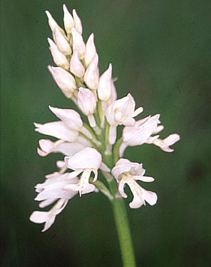 Orchis militaris - albino, Baden.