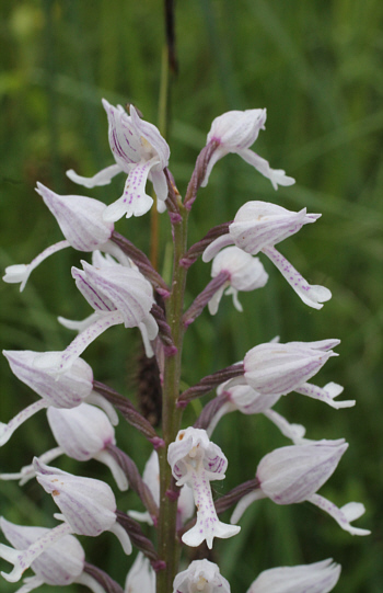 hypochromic Orchis militaris, Kappel.